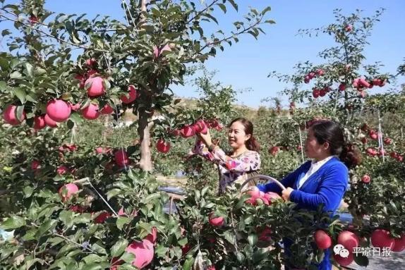 甘肅靈臺縣：蘋果紅了，果農(nóng)的錢袋子鼓了